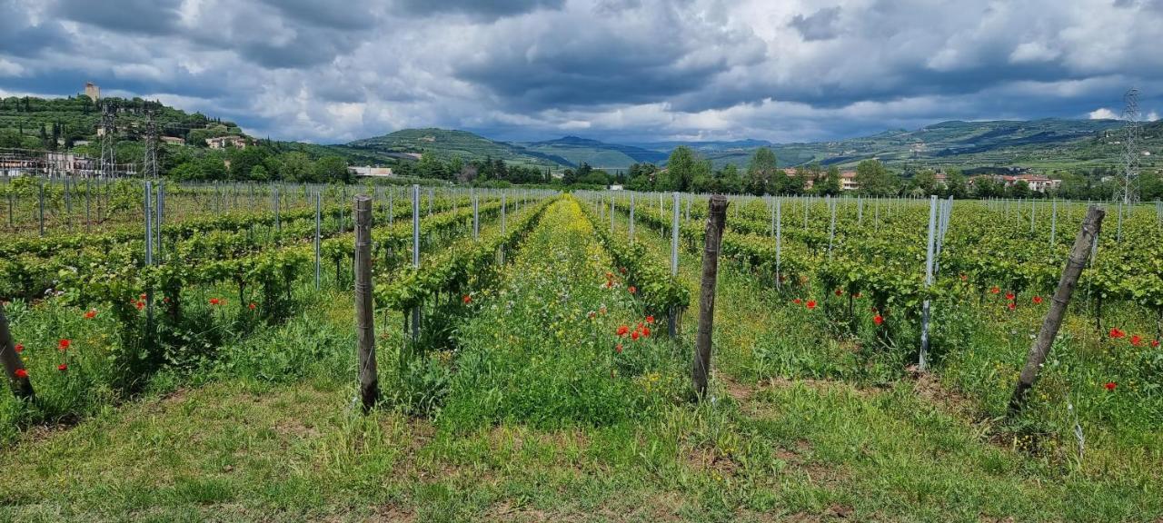 Agriturismo Alle Albare Montorio Veronese Exterior foto